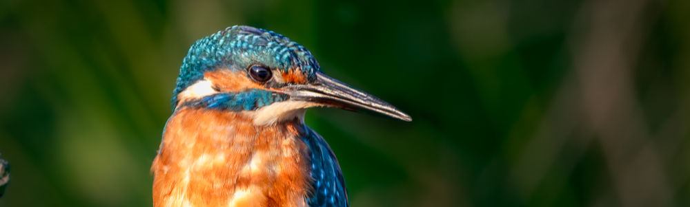 User banner image
